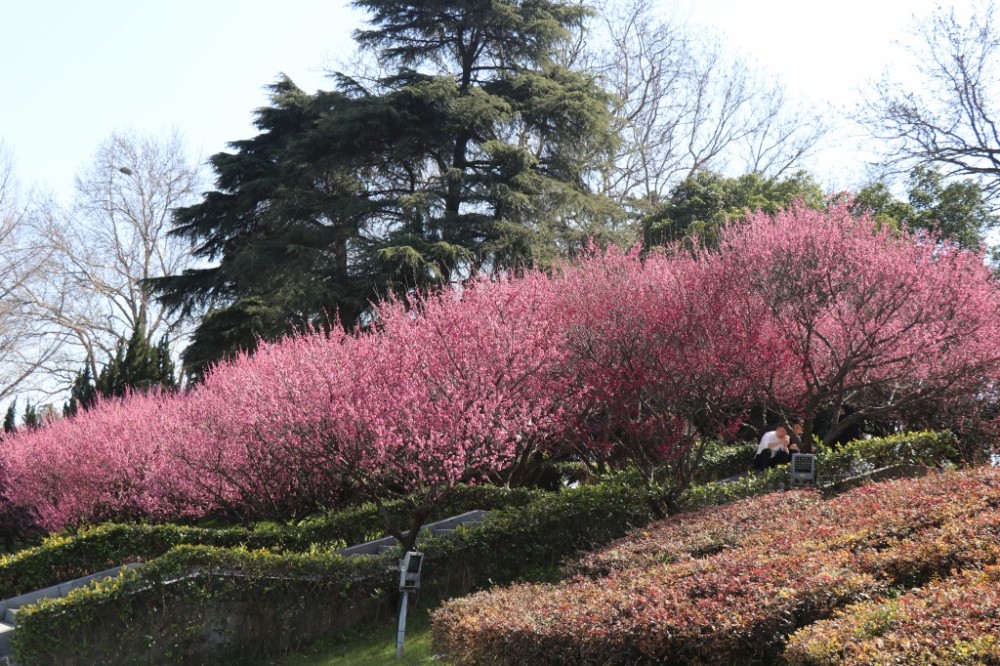 南京本土梅花就是南京红如今在玄武湖遍植