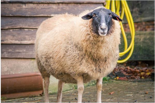 未羊人 老天给你准备了天大的喜宴 你家有属羊的吗 腾讯新闻