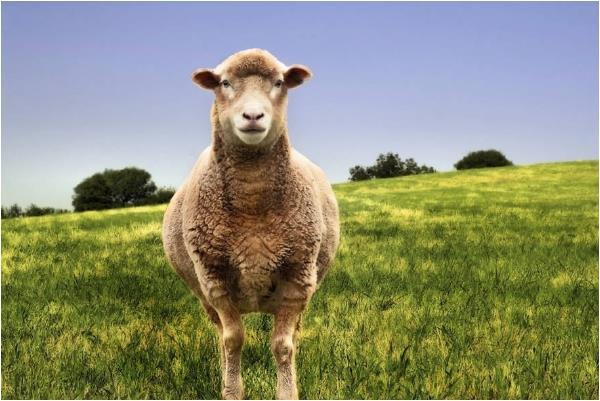 未羊人 老天给你准备了天大的喜宴 你家有属羊的吗 腾讯新闻