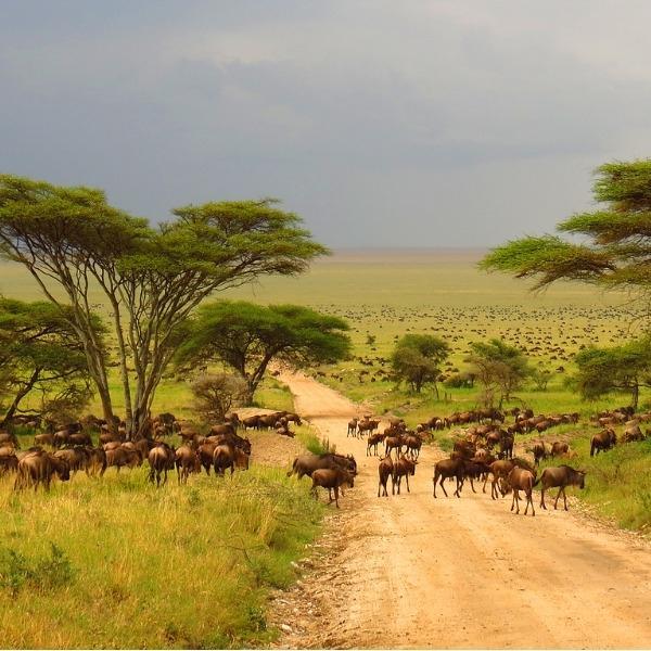 近亲繁殖|动物交配六亲不认，那流浪雄狮长大以后，还认识自己的母亲吗？