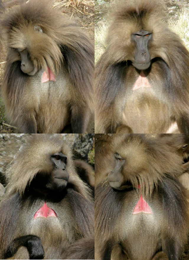 近亲繁殖|动物交配六亲不认，那流浪雄狮长大以后，还认识自己的母亲吗？