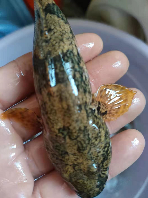 沙塘鳢这个名字,估计很多人没有听说过,毕竟知道这个学名的人不多.