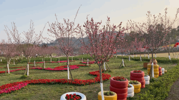 新华社四川日报都关注了广安这个网红景点花开了