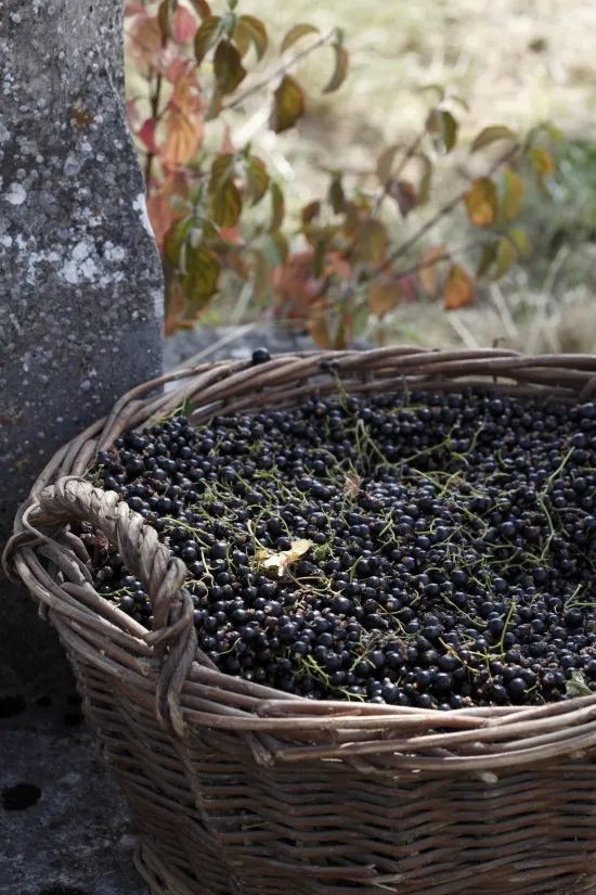 黑加仑甜酒(crème de cassis de dijon,也被叫做黑醋栗(甜)酒,它