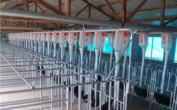 猪场自动化料线设备通过4方面解决猪场管理问题|饲料|母猪|猪舍|猪场