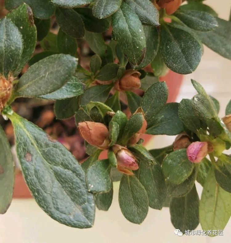 杜鹃花的花苞干巴巴20天了还不开花怎么办搬家没适应