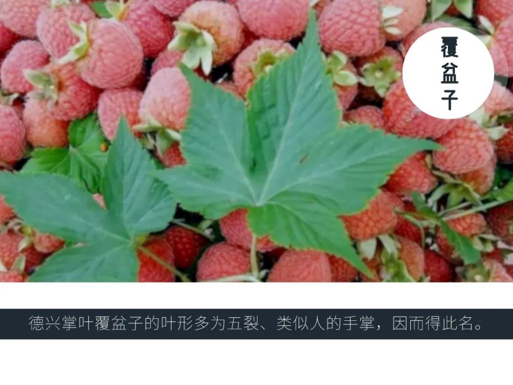 德兴掌叶覆盆子药食同源全身皆是宝