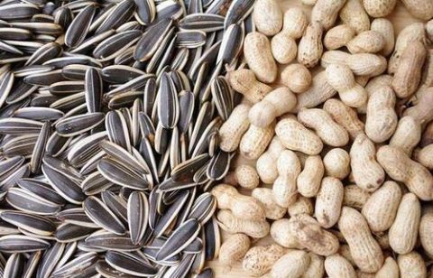 黄曲霉素|毒性是砒霜的68倍！瓜子花生……还有这些地方，都容易滋生