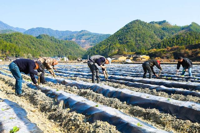 抢农时 福建武夷山下春播春种忙