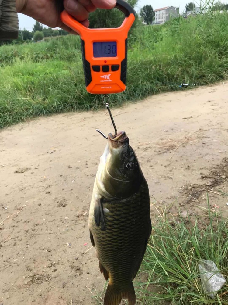 中国的鲤鱼与国外的镜鲤,湖鲤有些不同;黑背,金黄肚,红尾,身材修长