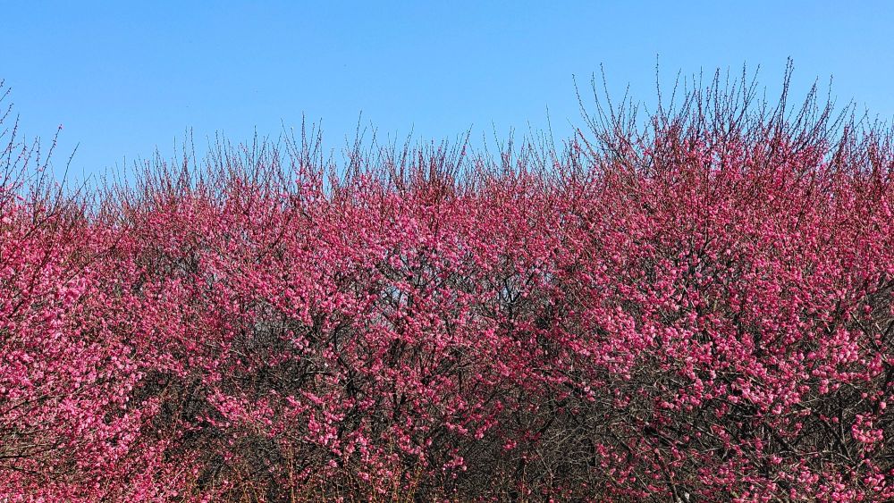 春天,合肥南七十公里外的一座梅园红了,"梁祝"故里花开