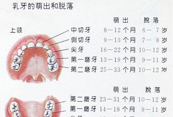 寶寶長牙規律對照表看你家娃長對了嗎護理要避開3個誤區