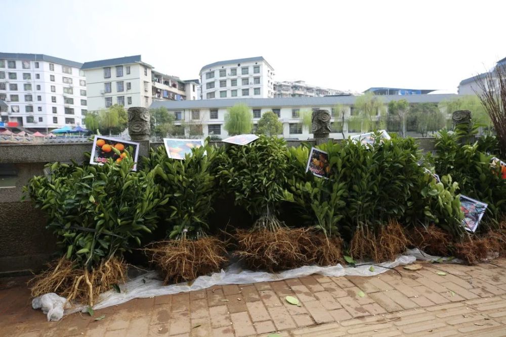 人勤春来早 是时候去趟苗木市场买点苗木了 腾讯新闻