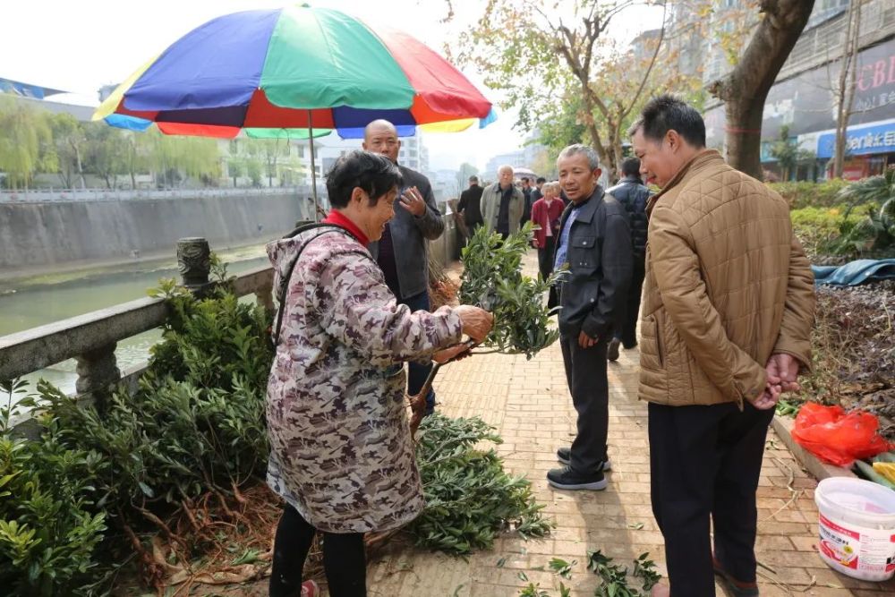 人勤春来早 是时候去趟苗木市场买点苗木了 腾讯新闻