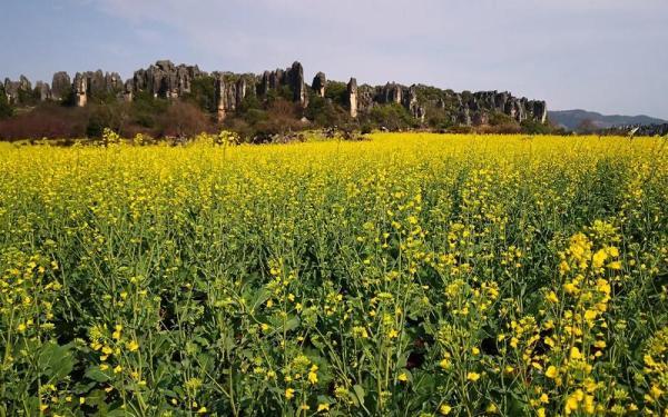 乃古石林油菜花进入盛花期.(2月21日摄)