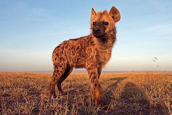 非洲鬣狗亚洲鬣狗第二版爱情