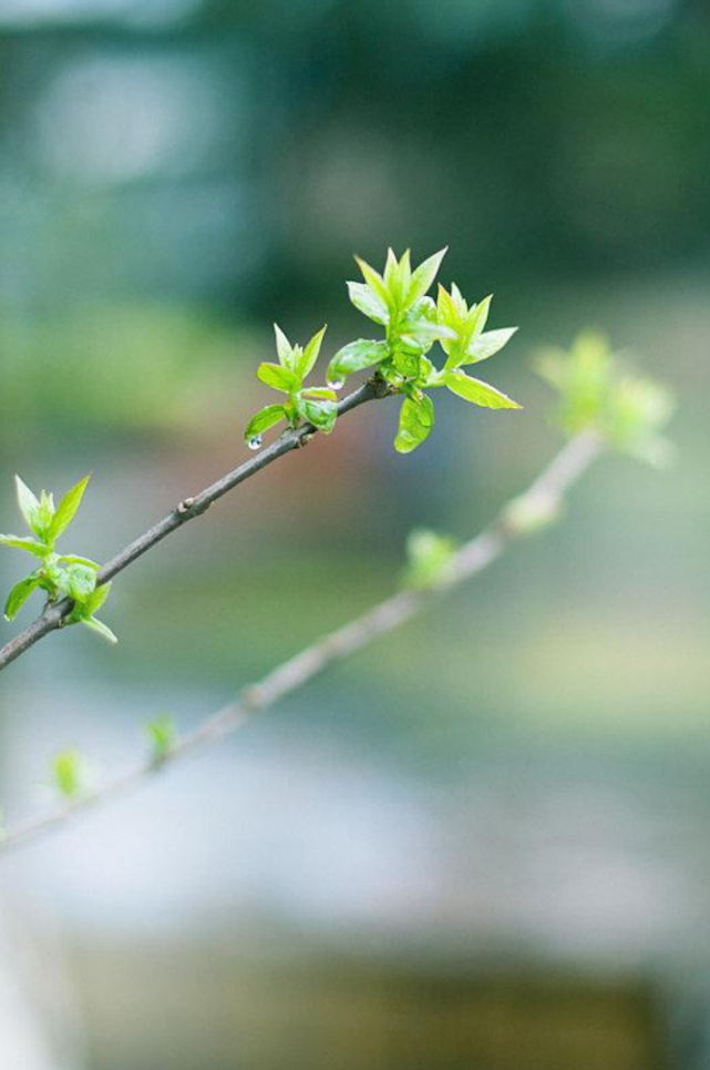 詩詞鑑賞薄寒能幾許春雨滿池塘古詩詞裡的春寒感受春天裡的寒冷