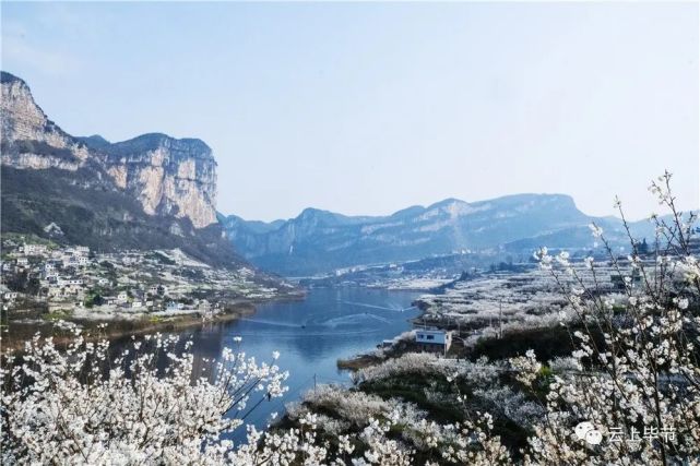 纳雍总溪河樱花景点图片