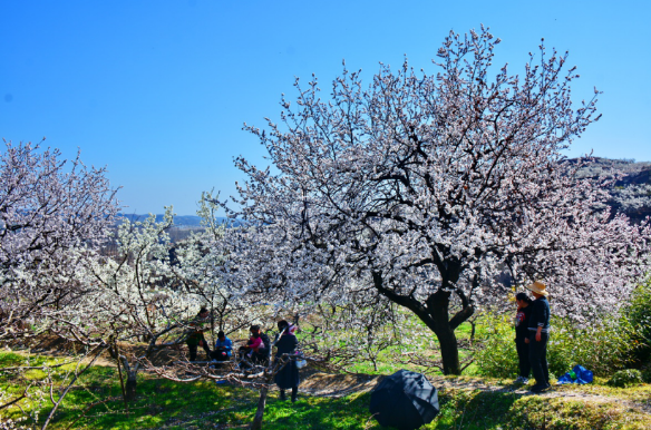 南阳桐柏的樱花上了央视 市民赏花好去处!