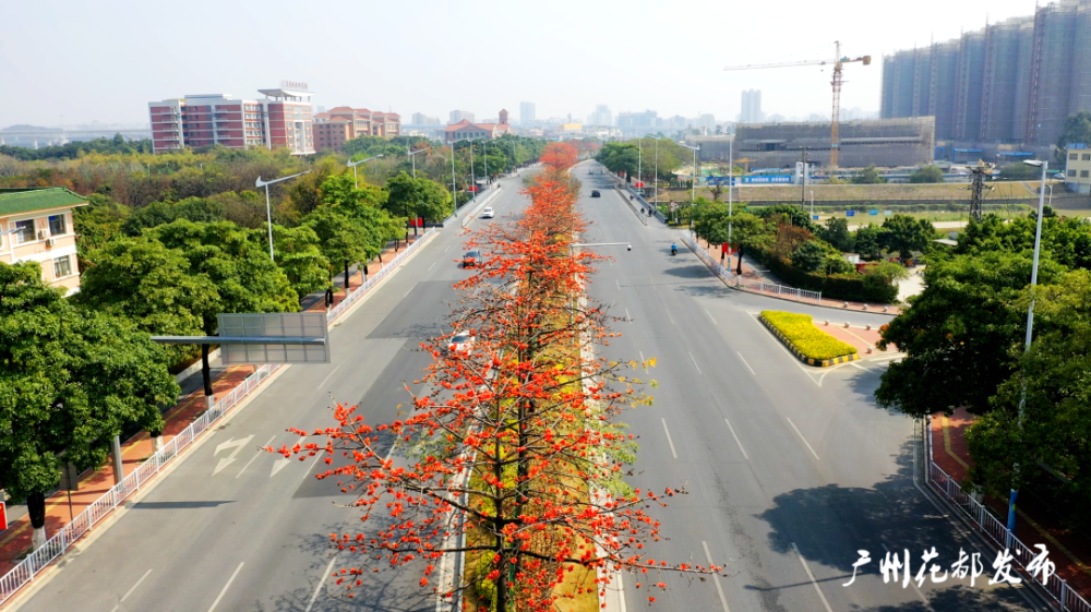木棉花也叫红棉花,被人们称之为英雄花,生长在我国的广西,广东,海南
