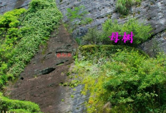 我国茶叶分为很多种,比如西湖龙井茶,云南普洱茶,信阳毛尖,洞庭湖