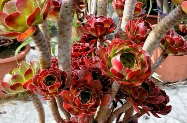 多肉植物怎么养爆盆 腾讯新闻