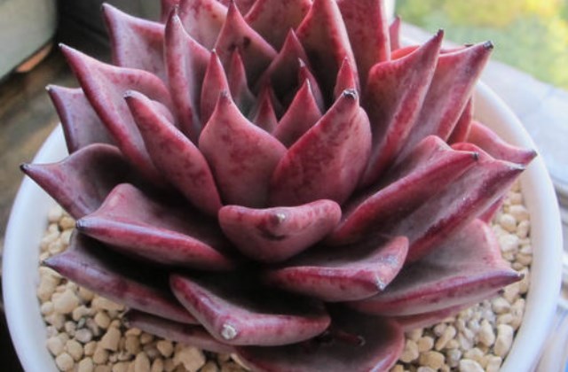 血罗怎么养血罗与罗密欧的区别