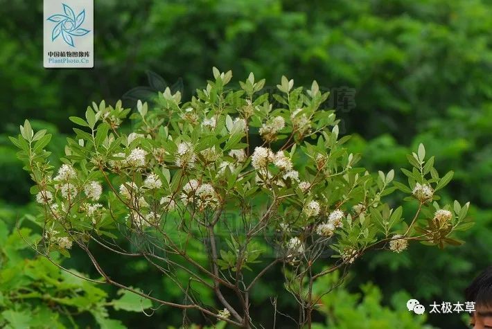 风湿痹痛|照山白，见过吗？祛风通络。治风湿痹痛、腰痛、骨折