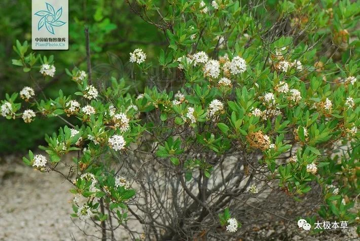 风湿痹痛|照山白，见过吗？祛风通络。治风湿痹痛、腰痛、骨折