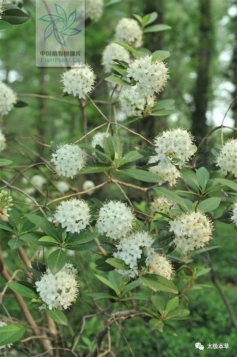 风湿痹痛|照山白，见过吗？祛风通络。治风湿痹痛、腰痛、骨折