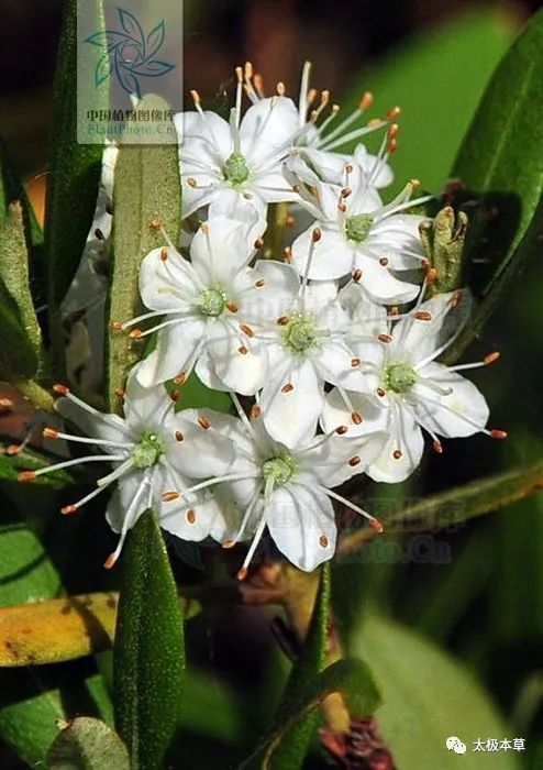 风湿痹痛|照山白，见过吗？祛风通络。治风湿痹痛、腰痛、骨折