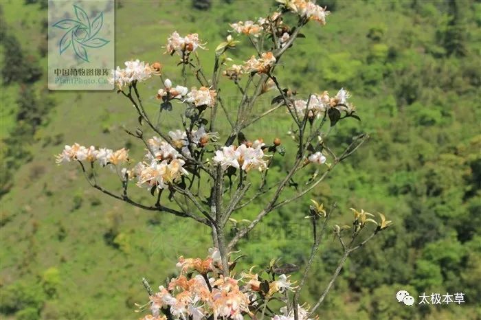 风湿痹痛|照山白，见过吗？祛风通络。治风湿痹痛、腰痛、骨折