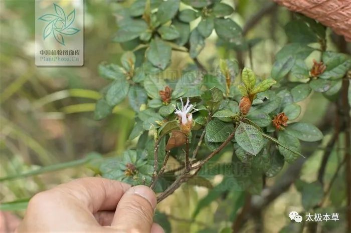 风湿痹痛|照山白，见过吗？祛风通络。治风湿痹痛、腰痛、骨折
