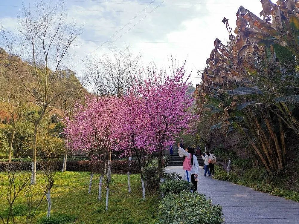 达州看花景点推荐图片