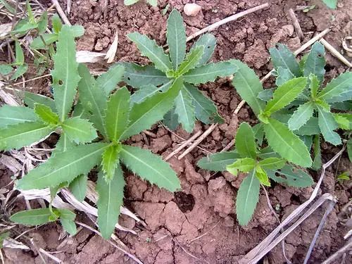 "春天到了,上山挖野菜,别傻傻地分不清,看看这个……"