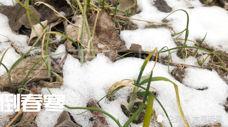 倒春寒|为什么有的农作物，能度过严寒的冬季，却败在“倒春寒”的脚下？