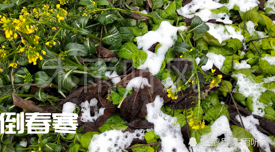 倒春寒|为什么有的农作物，能度过严寒的冬季，却败在“倒春寒”的脚下？