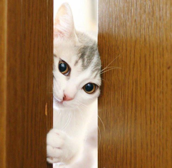 猫咪偷窥你洗澡上厕所的真正原因猫咪本喵属于幼猫行为