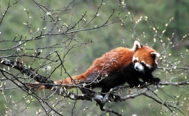 大熊猫国家公园成都片区大熊猫及其伴生动物频繁出镜