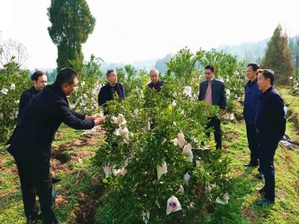 柑橘|四川西充17.8万亩柑橘春管忙