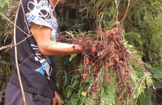 你们知道 肾蕨 的价值吗 如果您家屋后也有 请别随意铲除 腾讯网