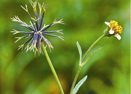 俗称"一包针",若见到先别生气,因为价值很高,7元1斤莫不懂_腾讯新闻