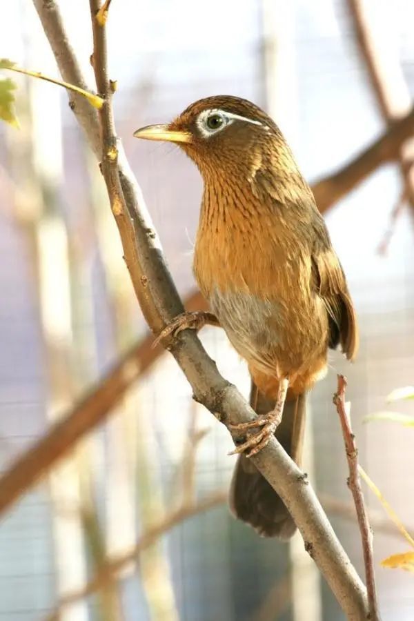 畫眉鳥發情期的飼養管理