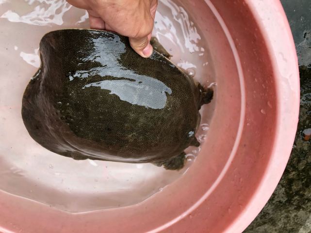 只需五分鐘,讓你學會如何分辨野生甲魚!