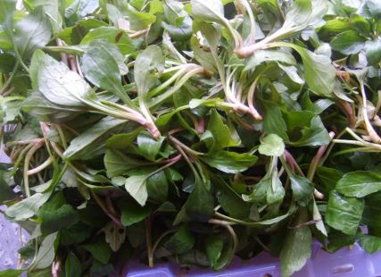 马兰头|3月吃它正当时，若遇到别手软，解油腻更是一绝，有条件请移栽