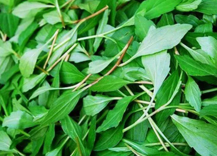 马兰头|3月吃它正当时，若遇到别手软，解油腻更是一绝，有条件请移栽