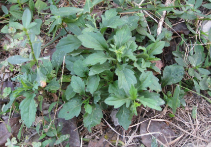 马兰头|3月吃它正当时，若遇到别手软，解油腻更是一绝，有条件请移栽