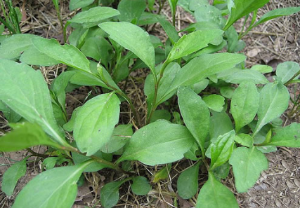 马兰头|3月吃它正当时，若遇到别手软，解油腻更是一绝，有条件请移栽