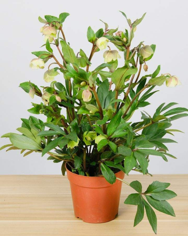 铁筷子非常小众,耐阴又耐寒,养护方法一定要掌握好!