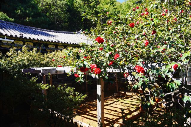 春遊麗江丨走,賞花去!玉峰寺500年的山茶樹花開正豔|麗江古城|玉峰寺|